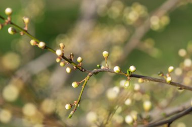 Bir brench üzerine tomurcukları dolu