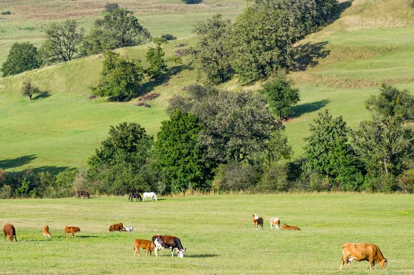 Malerisches Landschaftsbild mit Kühen und Bäumen auf einem Hügel — Stockfoto