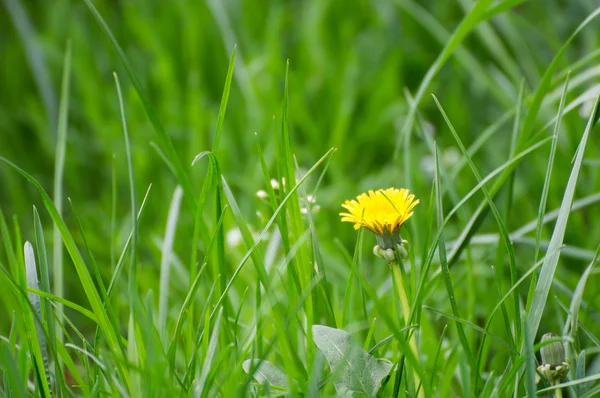 Blooming dandelion — Stock Photo, Image