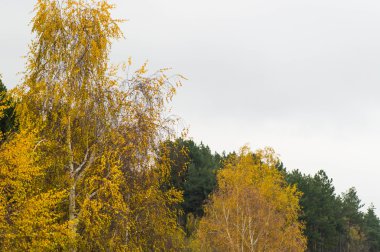 Yeşil çam yanındaki sarı yapraklı ağaçlar