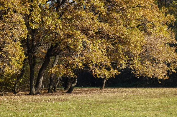 Autumn time yellow and brown colors in a park — Stock Photo, Image