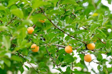 Sarı Erik bir ağaca asılı