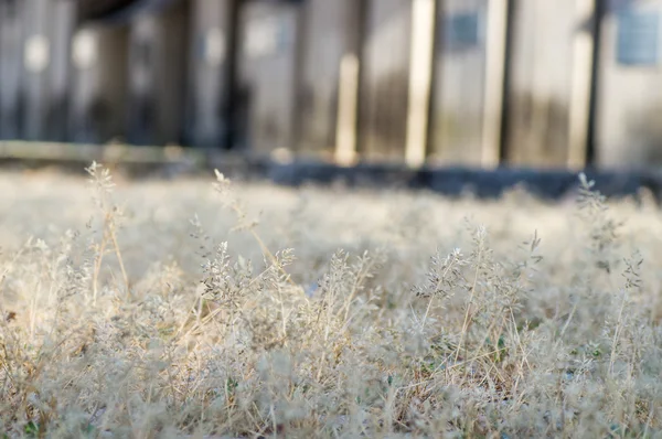 Macro shot of dry grass — Stock Photo, Image