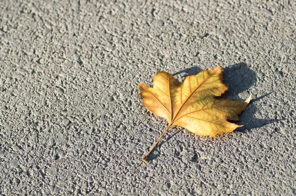 A yellow dry leaf on the ground — Stock Photo, Image