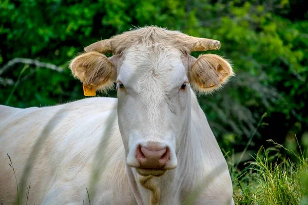 Vache Photographiée Dans Campagne Française — Photo