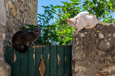 Köylerde yürürken kedi fotoğrafları çekildi..
