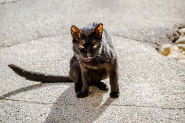 Köylerde yürürken kedi fotoğrafları çekildi..