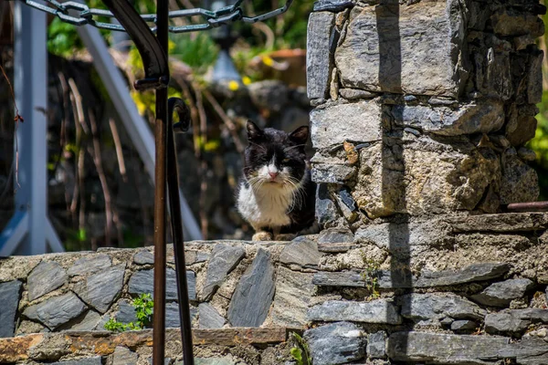 Gato Fotografado Durante Passeios Aldeias — Fotografia de Stock