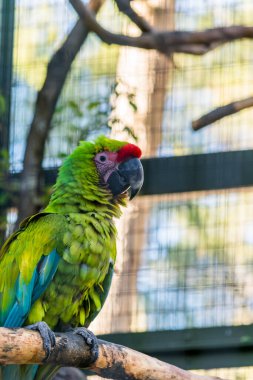 Macaw, bir hayvan parkında papağan fotoğrafı.