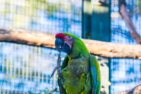 Macaw Parrot Photographing Animal Park — Stock Photo, Image