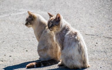 Yürürken kedi fotoğrafı çekildi..