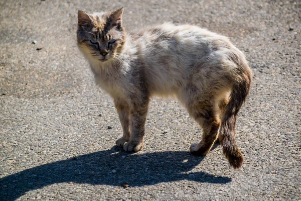 Gato Fotografado Durante Uma Caminhada — Fotografia de Stock