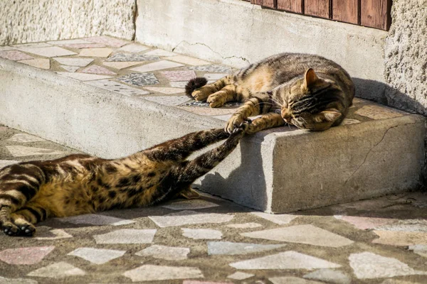 Gato Fotografado Durante Uma Caminhada — Fotografia de Stock