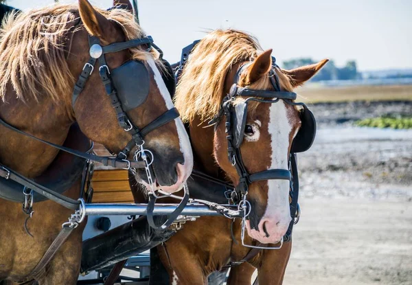 Portret Van Twee Trekpaarden — Stockfoto