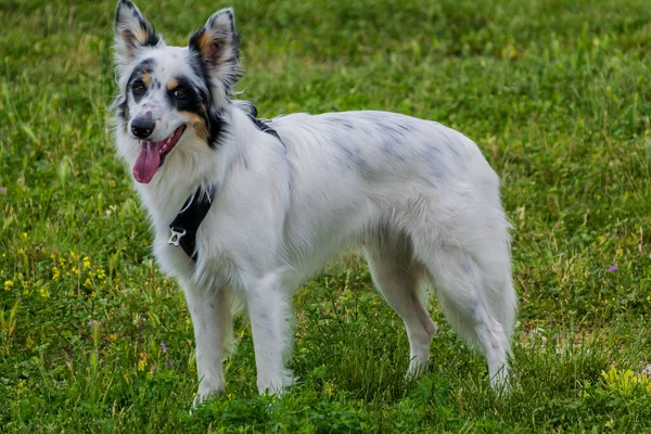 Beyaz ve siyah Border Collie cinsi köpek..