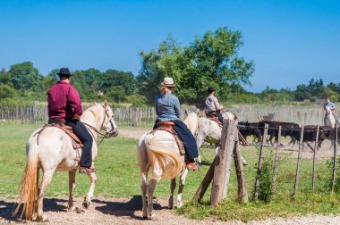 Fransa, Camargue 'de bir sürüde boğaları Gardiyanlara göre sınıflandırmak.