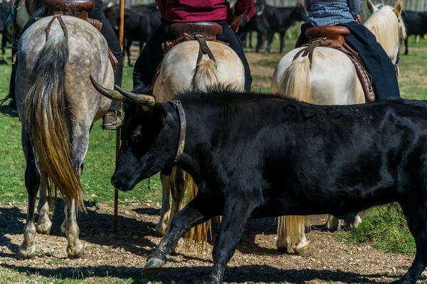 Sorting Bulls Gardians Herd Camargue France — Fotografia de Stock