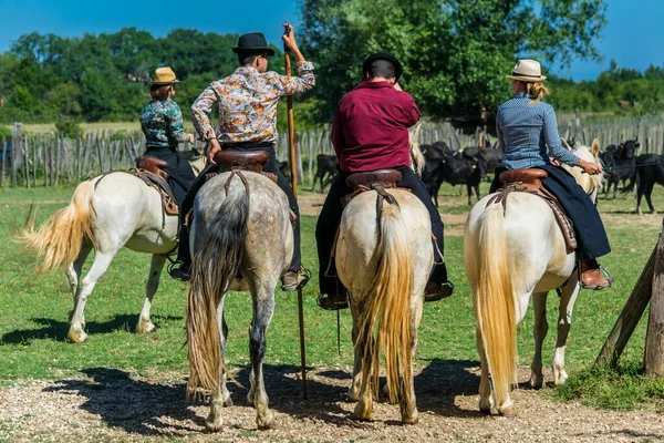 Sorting Bulls Gardians Herd Camargue France — Foto Stock