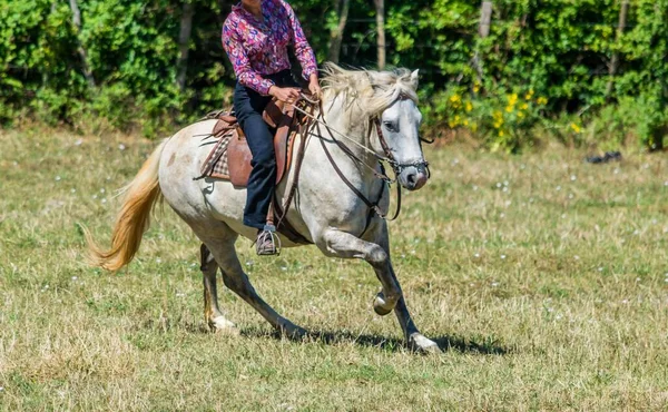 Sortera Tjurar Efter Gardianer Hjord Camargue Frankrike — Stockfoto