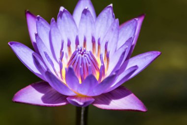 su lily veya lotus çiçeği.