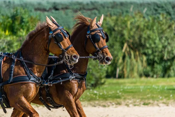 Utbildning Och Hantering Häst För Tävling — Stockfoto