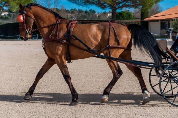 Utbildning Och Hantering Häst För Tävling — Stockfoto