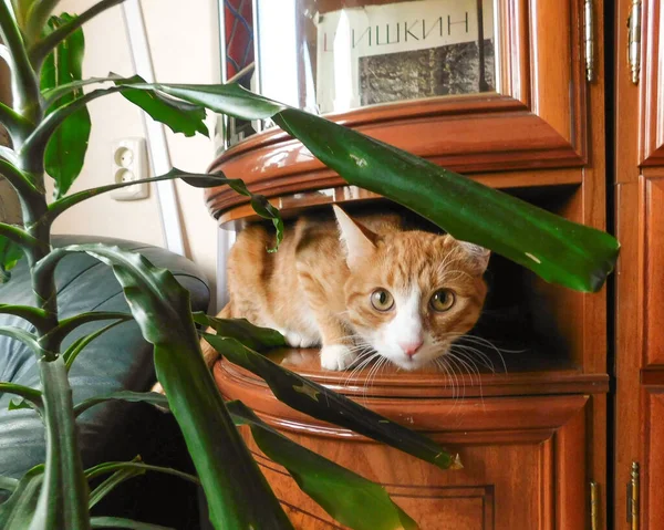 Ginger Cat Sitting Shelf — Stock Photo, Image