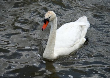 Almanya 'da gölde güzel beyaz bir kuğu
