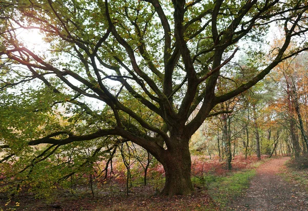 Beautiful Deciduous Oak Forest Path Runs Next Autumn Colors — Stock Photo, Image