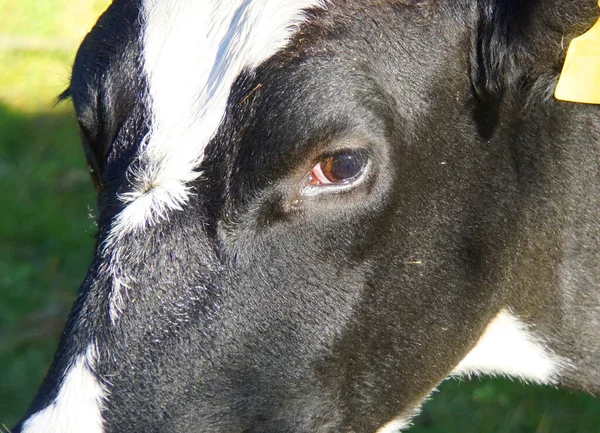 Olho Castanho Uma Vaca — Fotografia de Stock