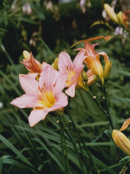 Salmon Pink Day Lily Hemerocallis Photo Taken Analog Camera Retro — Stock Photo, Image