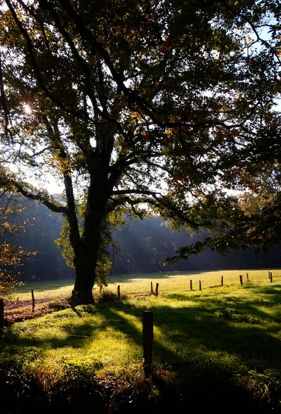 A deciduous tree casts long shadows. The sun casts its rays through the foliage. The beginning of autumn.
