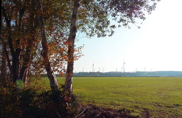 Group Birch Trees Autumn Wind Turbines Distance — Stock Photo, Image