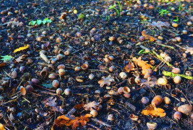 Yerdeki meşe palamutları. Sonbahar. Biraz meşe yaprağı. Arkaplan