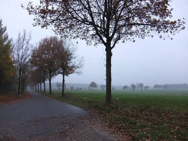Road Gets Lost Fog Trees Side Meadows Green Distance Row — Stock Photo, Image