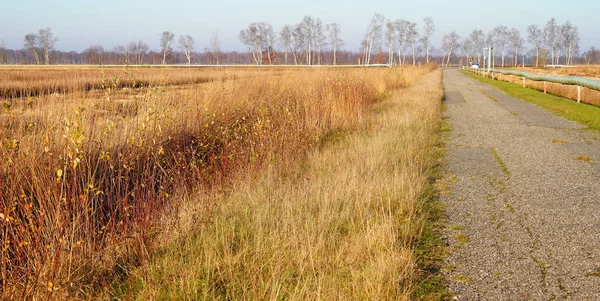 Bog Landscape November Yellow Grass Road Part Pipe Line Leafless — Stock Photo, Image