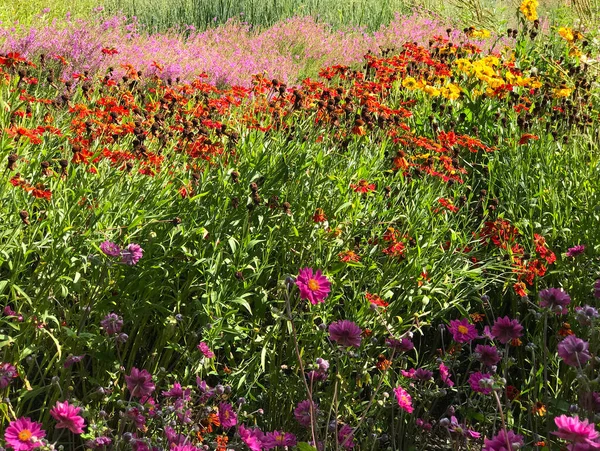 Eine Mischung Aus Blumen Astern Sonnenhut Symphonie Aus Lila Braunrot — Stockfoto