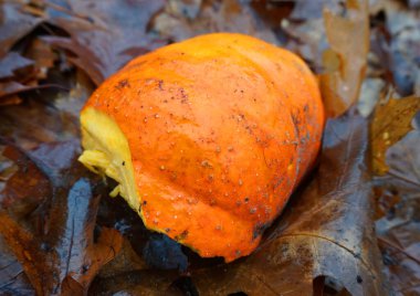 Yaprak kaplı orman zemininde kırılmış portakal kabağı. Cinderella döndü mü? Yoksa bu bir grup yabandomuzunun öğle yemeği mi??