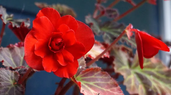 Kırmızı Çift Çiçekli Begonyaları Koyu Kırmızı Yapraklı Bulanık Mavi Arkaplanlı — Stok fotoğraf
