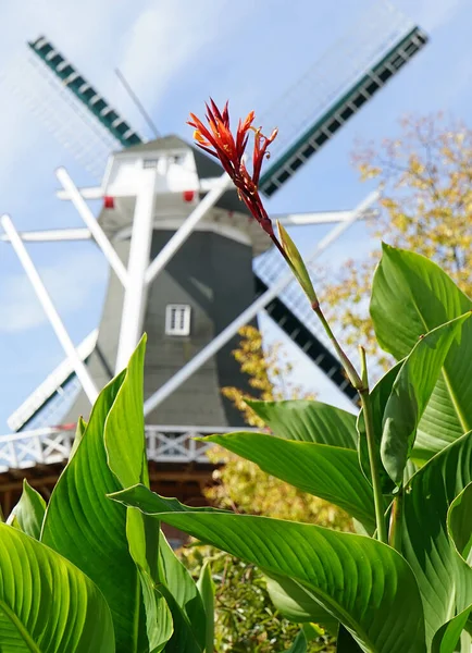 Die Historische Windmühle Unscharf Hinter Einer Lieblichen Blume Niedersächsischen Papenburg — Stockfoto