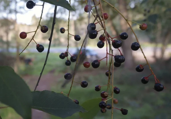 Czarne Jagody Dzikiej Wiśni Ładnym Rozmytym Tłem Prunus Avium Czereśnia — Zdjęcie stockowe