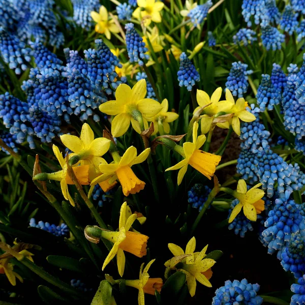 Les Jonquilles Les Jacinthes Raisin Sont Toujours Une Bonne Combinaison — Photo