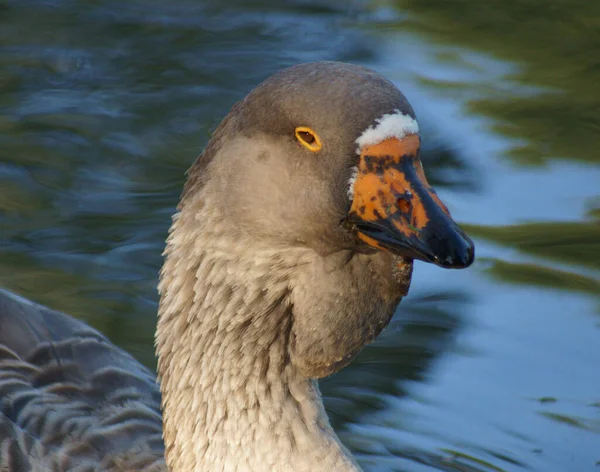 Portrait Brown Eyed Goose Pond Goose Has Brown Eyes Grey — Stock Fotó