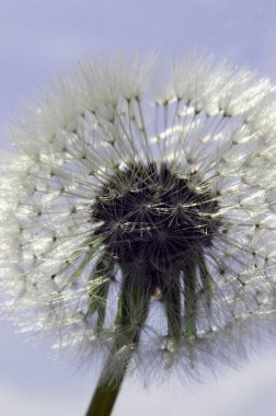 Yumuşak karahindiba tohumları güneş ışığını yansıtıyor. Açık mavi gökyüzü. Tohum ampulü. Polen