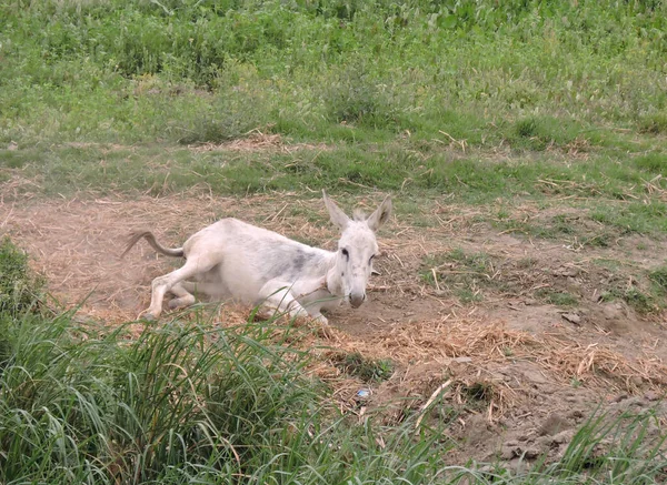 White donkey rolling in the sand. He is taking a sand bath