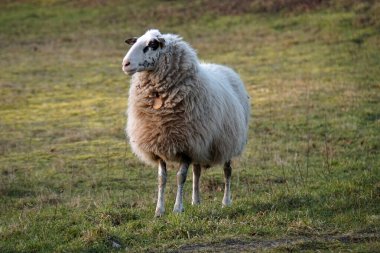 Sabahın köründe çayırda bir koyun. Koyun.