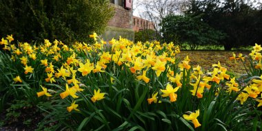 Bir manastır bahçesinde sarı-turuncu nergis grubu.