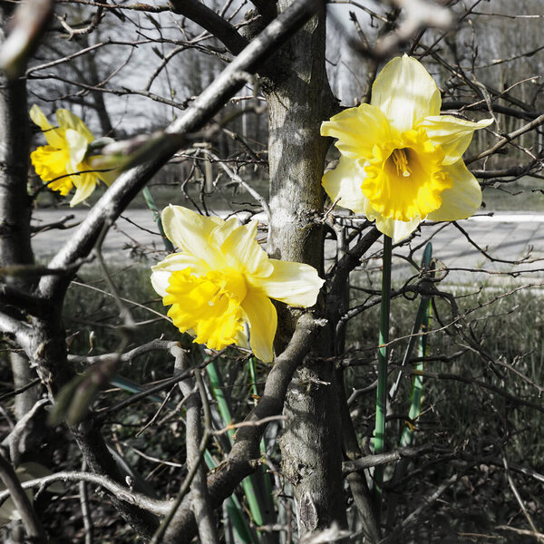 Yellow daffodils growing in an leafless hedge