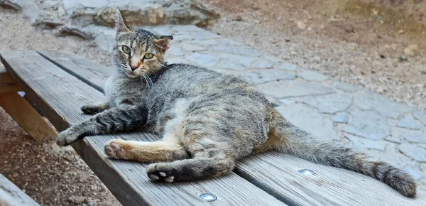 懒洋洋的肥猫躺在一张野餐桌上 — 图库照片