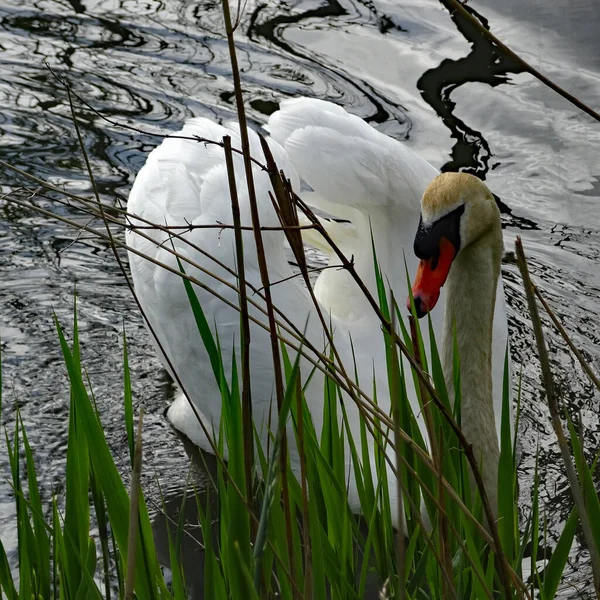 Impresionante Cisne Macho Con Alas Onduladas Tratando Asustar Fotógrafo Ubicación — Foto de Stock